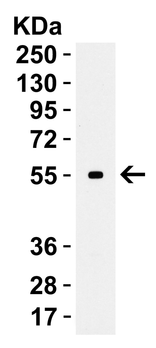 a00196 cd80 primary antibodies wb testing 5