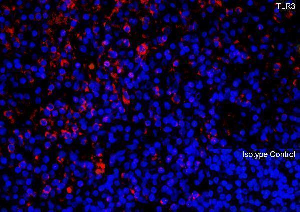 a00197 2 tlr3 primary antibodies if testing 1