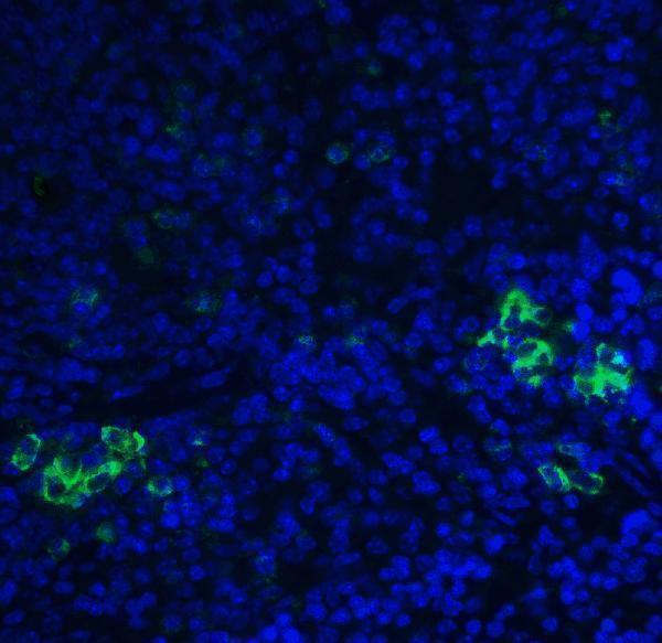 a00197 2 tlr3 primary antibodies if testing 6