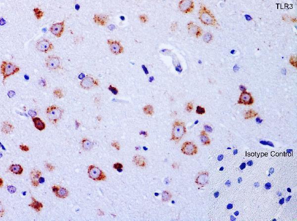 a00197 2 tlr3 primary antibodies ihc testing 1