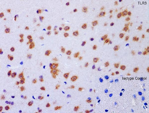 a00197 2 tlr3 primary antibodies ihc testing 2