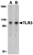 a00197 2 tlr3 primary antibodies wb testing 1