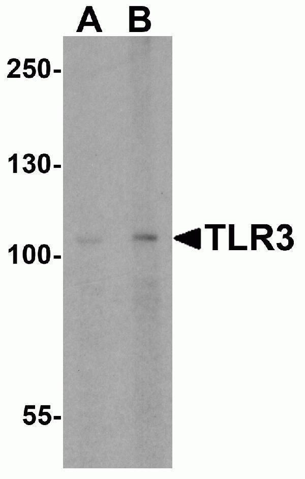 a00197 2 tlr3 primary antibodies wb testing 2