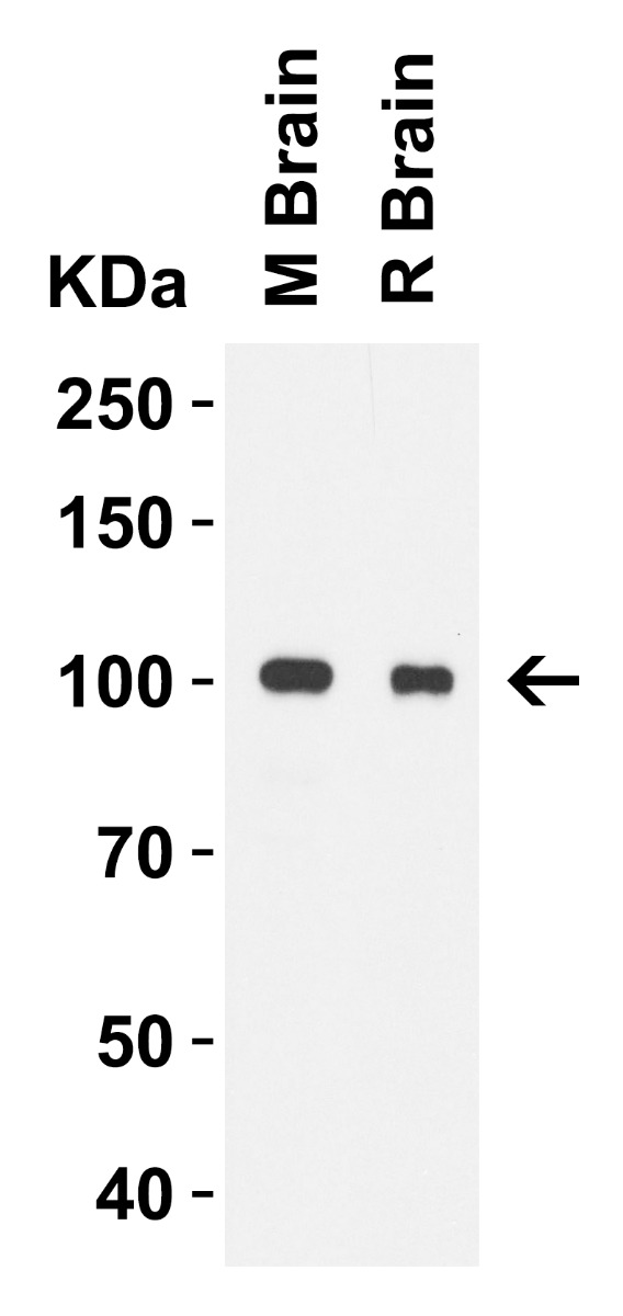 a00197 2 tlr3 primary antibodies wb testing 3