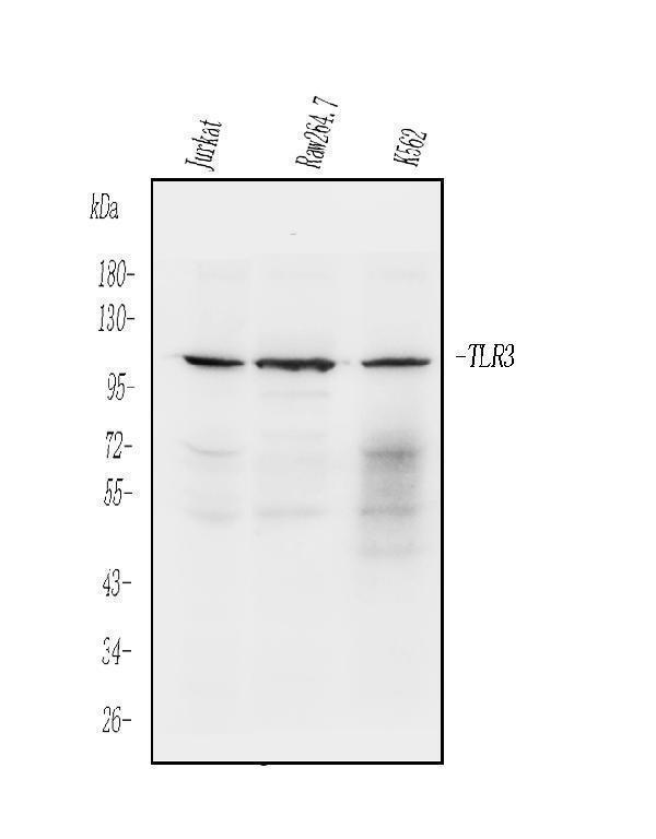 a00197 tlr3 primary antibodies wb testing 1