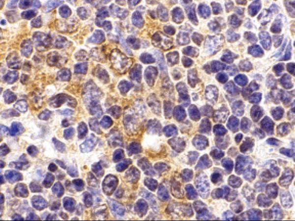 a00198 1 tlr9 primary antibodies ihc testing 2