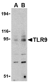 a00198 1 tlr9 primary antibodies wb testing 1