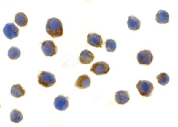 a00198 2 tlr9 primary antibodies icc testing 2