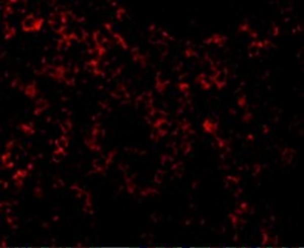 a00198 2 tlr9 primary antibodies if testing 3