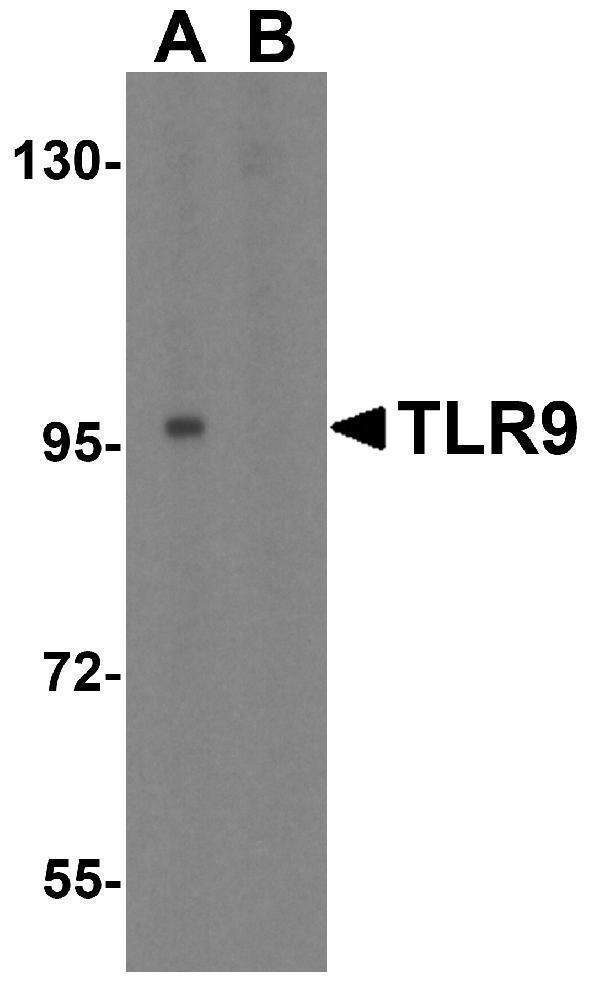 a00198 2 tlr9 primary antibodies wb testing 1