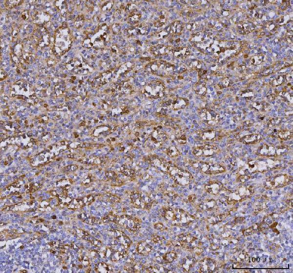  IHC analysis of TLR9 using anti-TLR9 antibody (A00198-3)