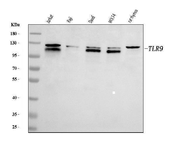  Western blot analysis of TLR9 using anti-TLR9 antibody (A00198-3)