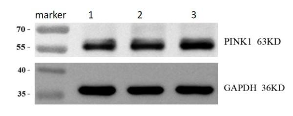 a00201 2 pink1 primary antibodies wb review 1