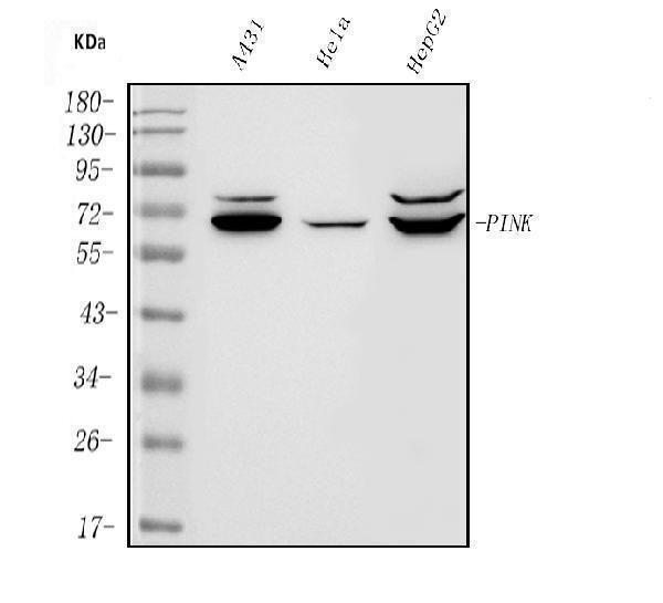 a00201 2 pink1 primary antibodies wb testing 1