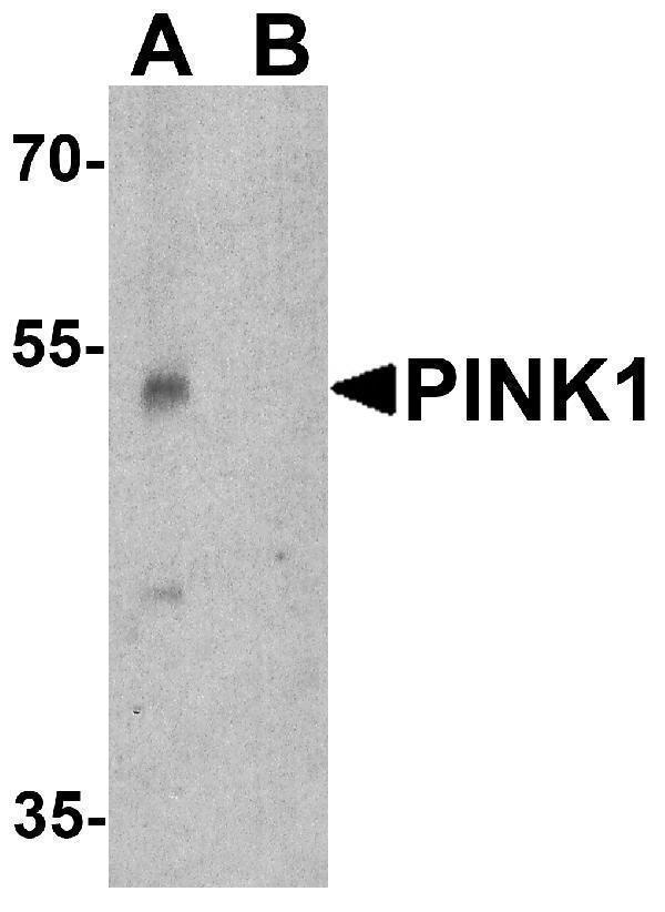 a00201 pink1 primary antibodies wb testing 1