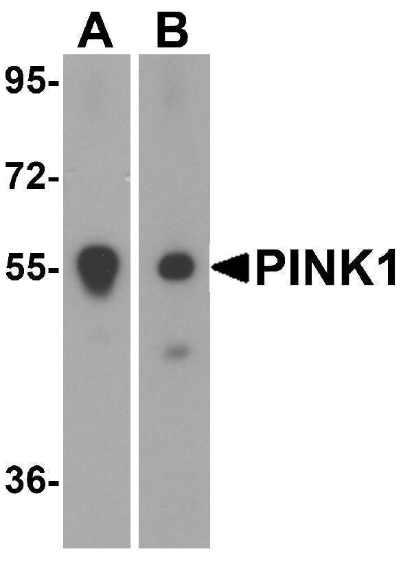 a00201 pink1 primary antibodies wb testing 4