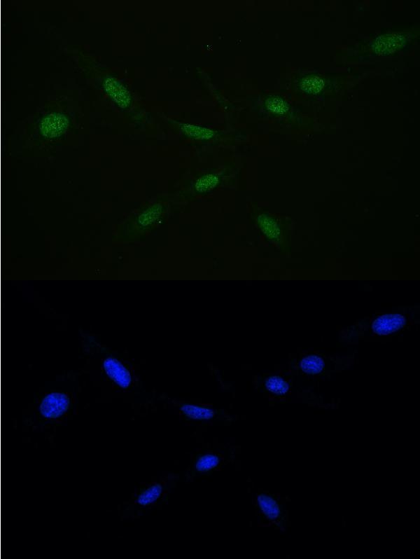 a00204 1 7 immunofluorescence