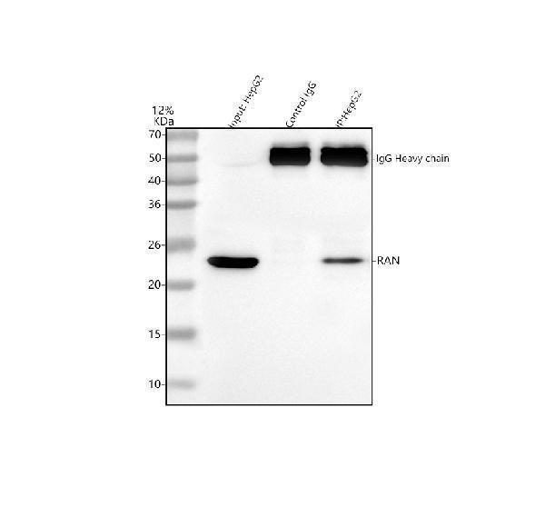 a00204 1 ran primary antibodies ip testing 10