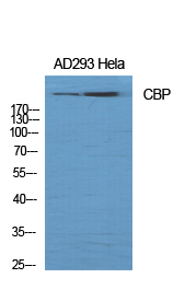 a00205 1 crebbp primary antibodies wb testing 2