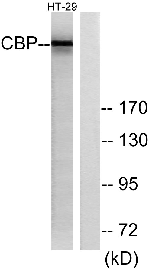 a00205 1 crebbp primary antibodies wb testing 3