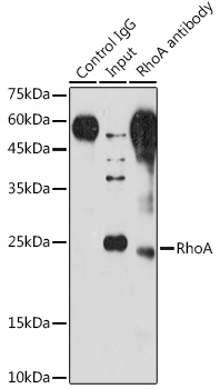 Immunoprecipitation analysis of 200ug extracts of NIH/3T3 cells using 3ug RhoA antibody 