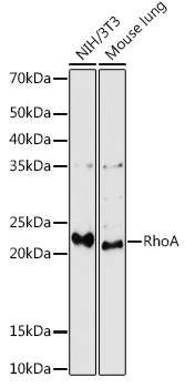 Western blot analysis of extracts of various cell lines, using RhoA antibody  at 1:1000 dilution