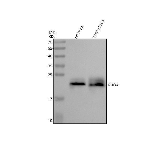 Western blot analysis of RHOA using anti-RHOA antibody (A00207-3)