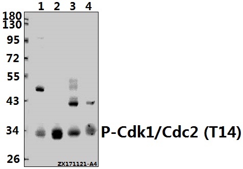 Western blot (WB) analysis of p-Cdk1/Cdc2 (T14) pAb at 1:500 dilution
Lane1:Hela whole cell lysate(40ug)
Lane2:PC3 whole cell lysate(40ug)
Lane3:The Testis tissue lysate of Mouse(40ug)
Lane4:The Testis tissue lysate of Rat(40ug)