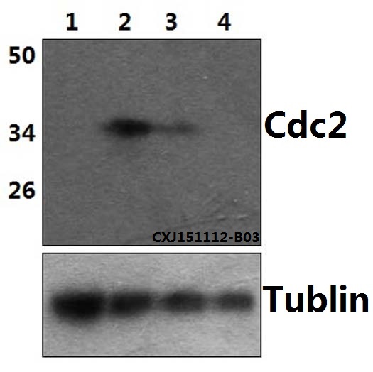 Western blot (WB) analysis of Cdc2 (phospho-Y15) polyclonal antibody at 1:500 dilution
Lane1:Hela whole cell lysate(40ug)
Lane2:Hela treated with UV (10min) whole cell lysate(40ug)
Lane3:Hela treated with UV (20min) whole cell lysate(40ug)
Lane4:Hela treated with UV (30min) whole cell lysate(40ug)