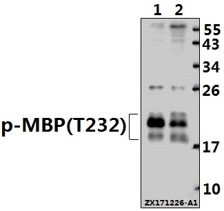 a00211t232 mbp primary antiboties wb testing 1