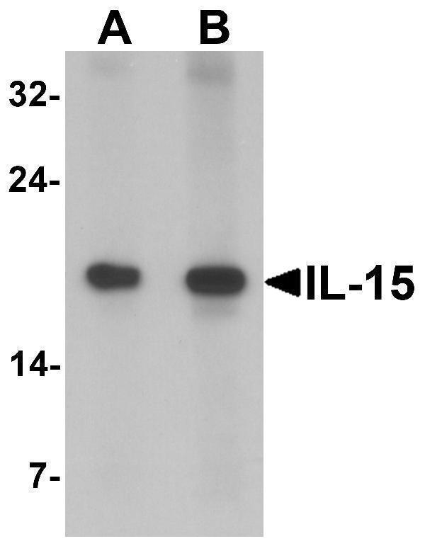 Western blot analysis of IL-15 in rat spleen tissue lysate with IL-15 antibody at (A) 1 and (B) 2 μg/mL