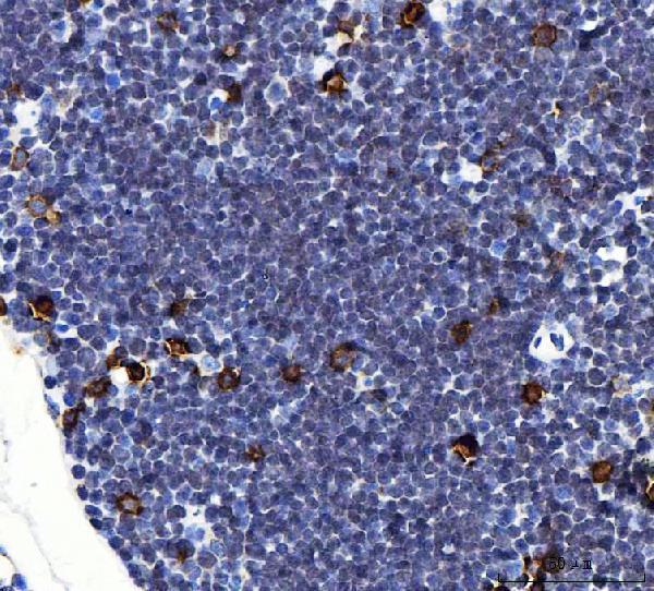  IHC analysis of Il2ra using anti-Il2ra antibody (A00214-2)