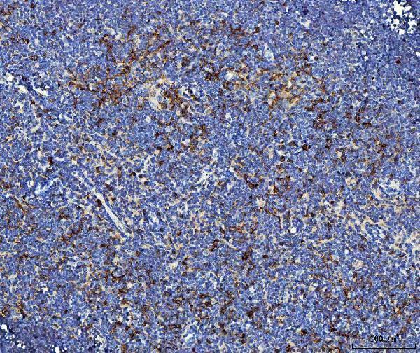  IHC analysis of Il2ra using anti-Il2ra antibody (A00214-2)