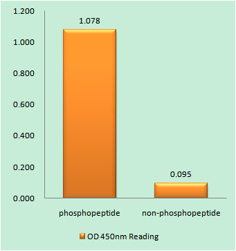 Enzyme-Linked Immunosorbent Assay (Phospho-ELISA) for Immunogen Phosphopeptide (Phospho-left) and Non-Phosphopeptide (Phospho-right), using IL-2R alpha/CD25 (Phospho-Ser268) Antibody