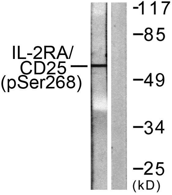 Western blot analysis of lysates from LOVO cells, using IL-2R alpha/CD25 (Phospho-Ser268) Antibody