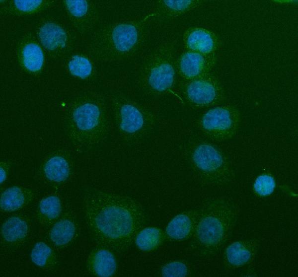 a00215 3 alpha synuclein snca primary antibodies if testing 5