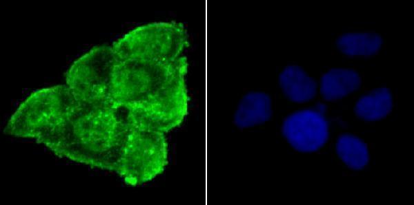 a00215s129 2 snca primary antiboties icc testing 1