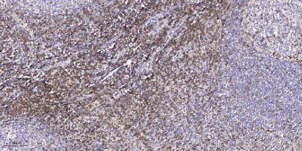 Immunohistochemical analysis of paraffin-embedded human tonsil