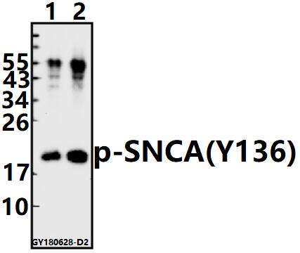 a00215y136 snca primary antiboties wb testing 1