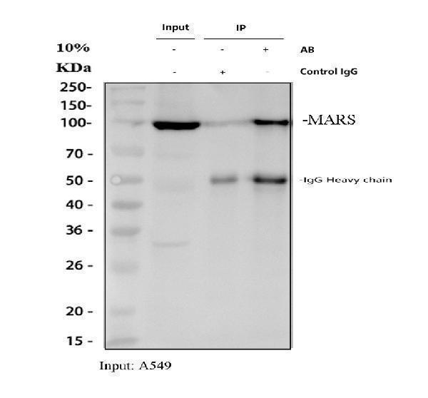 a00216 1 mars1 primary antibodies ip testing 1