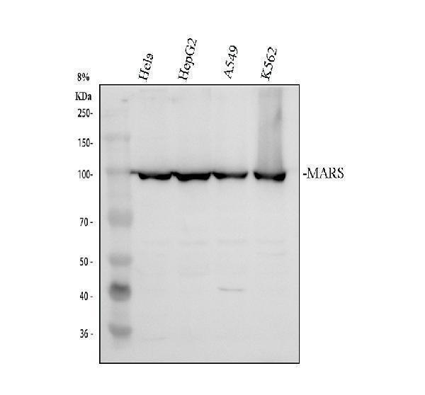 a00216 1 mars1 primary antibodies wb testing 1_1
