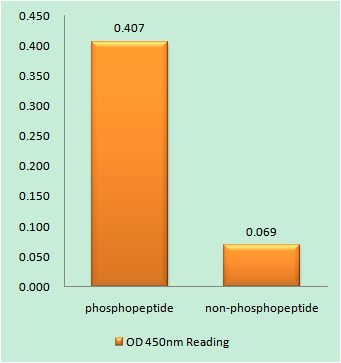 a00217s334 stk11 primary antibodies elisa testing 1