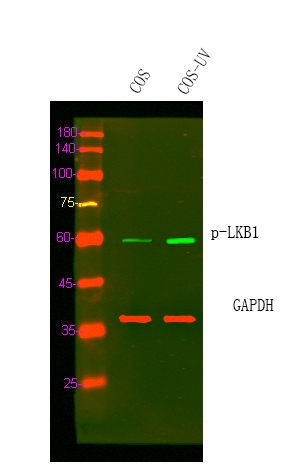 a00217s334 stk11 primary antibodies wb testing 2