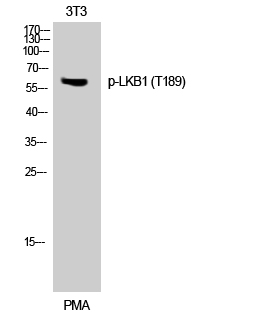 a00217t189 stk11 primary antibodies wb testing 2