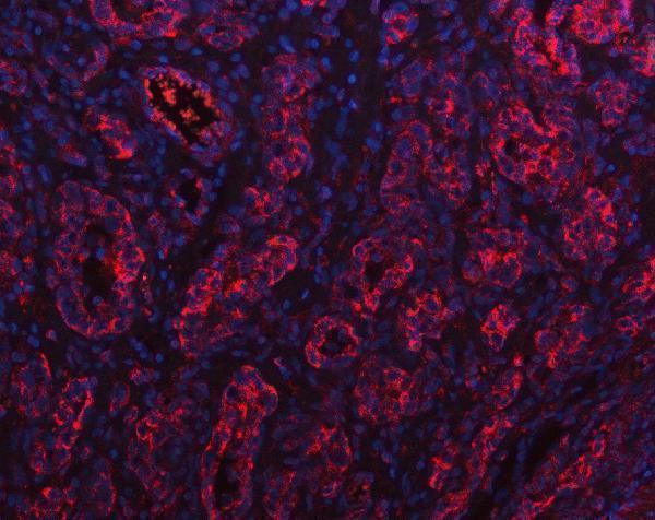 a00218 1 pgc primary antibodies if testing 5
