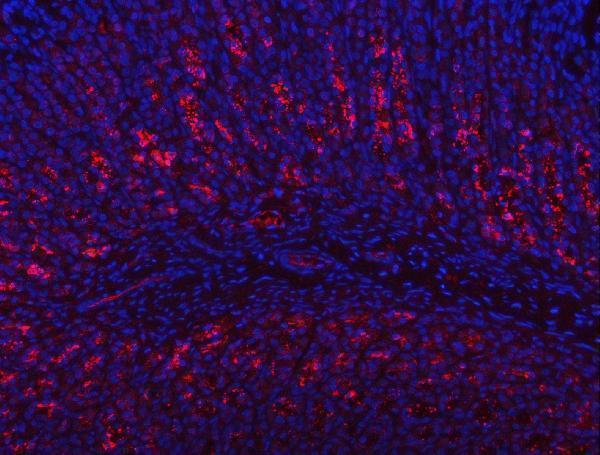 a00218 1 pgc primary antibodies if testing 6
