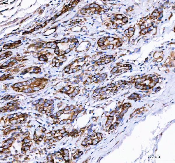  IHC analysis of PGC using anti-PGC antibody (A00218-1)