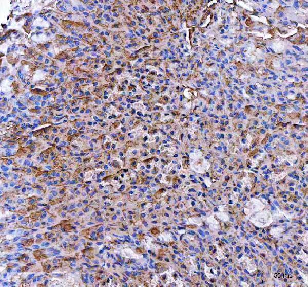  IHC analysis of PGC using anti-PGC antibody (A00218-1)