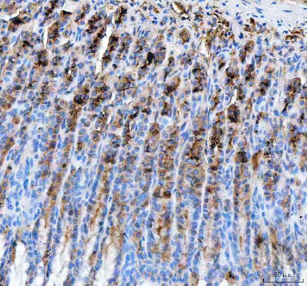a00218 1 pgc primary antibodies ihc testing 4