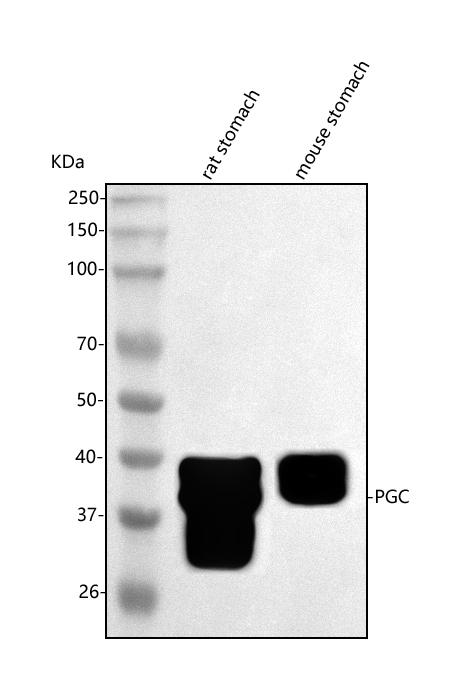  Western blot analysis of PGC using anti-PGC antibody (A00218-1)